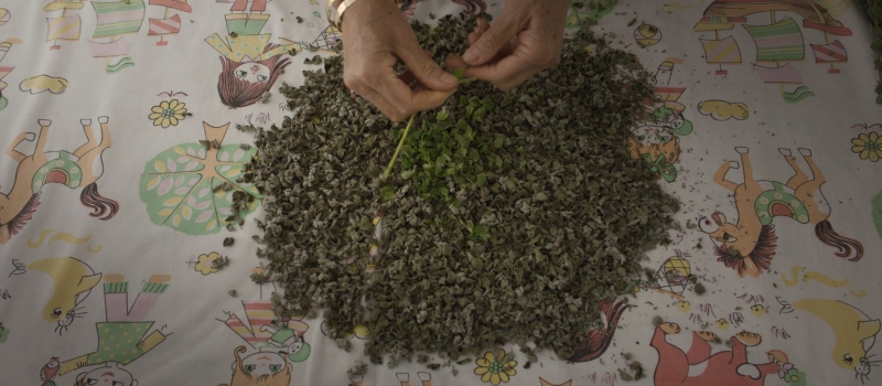 foragers