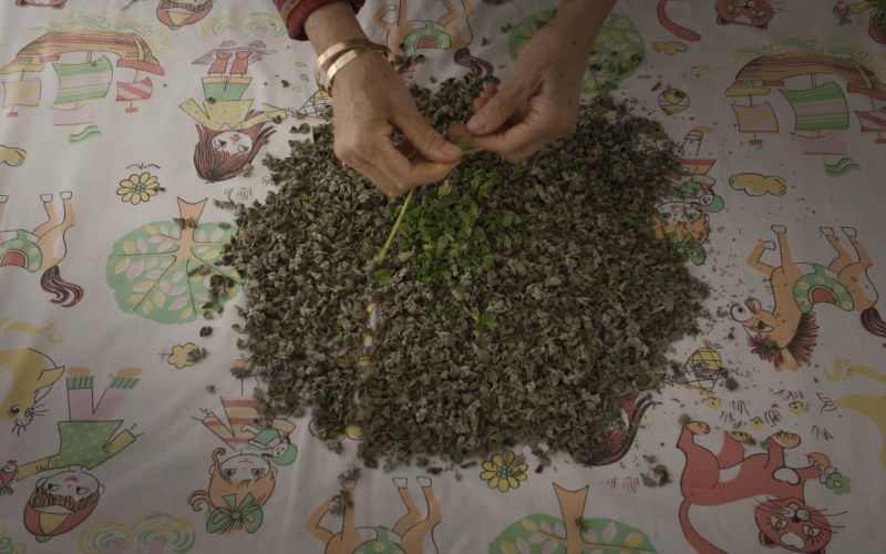 foragers